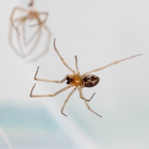 Steatoda capensis at QPRC LGA - 5 Jan 2024