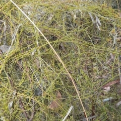 Cassytha pubescens (Devil's Twine) at Aranda, ACT - 6 Jan 2024 by VanceLawrence