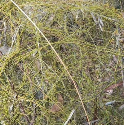 Cassytha pubescens (Devil's Twine) at Black Mountain - 7 Jan 2024 by VanceLawrence