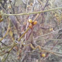 Cassytha pubescens at Black Mountain - 7 Jan 2024