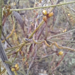 Cassytha pubescens at Black Mountain - 7 Jan 2024 09:16 AM