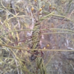 Cassytha pubescens at Black Mountain - 7 Jan 2024 09:16 AM