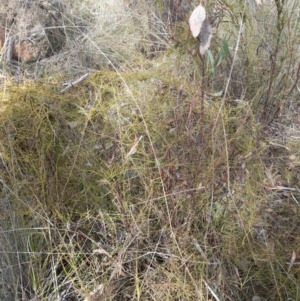 Cassytha pubescens at Black Mountain - 7 Jan 2024