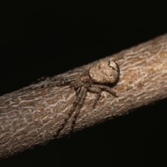 Tmarus cinerascens (Ashy crab spider) at ANBG - 4 Jan 2024 by MarkT