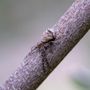 Tmarus cinerascens at GG13 - 5 Jan 2024