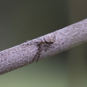 Tmarus cinerascens at GG13 - 5 Jan 2024