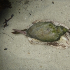 Unverified at suppressed - suppressed