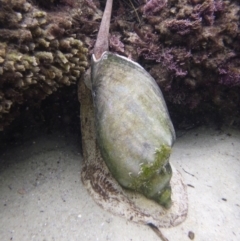 Unverified at suppressed - suppressed