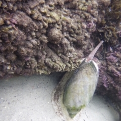 Unverified at suppressed - suppressed