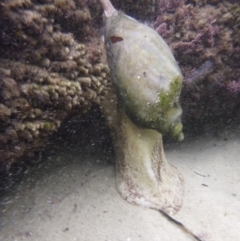 Unverified at suppressed - suppressed