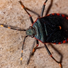 Notius depressus (Shield bug) at ANBG - 5 Jan 2024 by MarkT