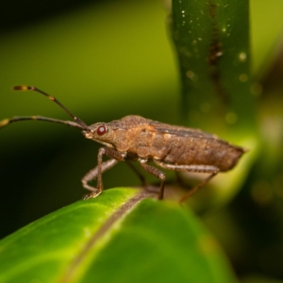 Pentatomidae (family) (Shield or Stink bug) at ANBG - 4 Jan 2024 by MarkT