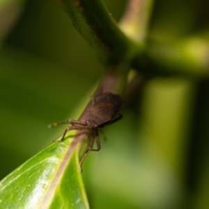 Pentatomidae (family) at ANBG - 5 Jan 2024