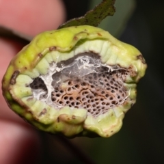 Unidentified Eucalyptus Gall at ANBG - 4 Jan 2024 by MarkT