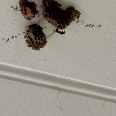 Ropalidia plebeiana (Small brown paper wasp) at QPRC LGA - 6 Jan 2024 by HelenWatson