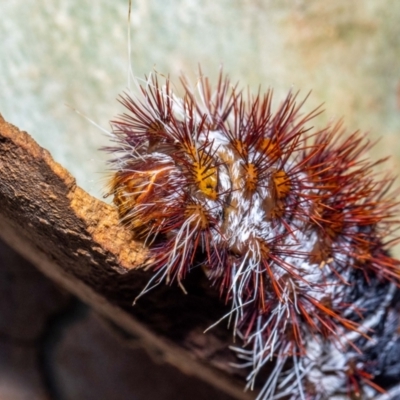 Chelepteryx collesi (White-stemmed Gum Moth) at ANBG - 5 Jan 2024 by MarkT