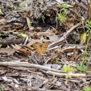 Heteronympha merope at ANBG - 5 Jan 2024