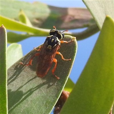Pergagrapta latreillii (Sawfly) at Bullen Range - 6 Jan 2024 by HelenCross