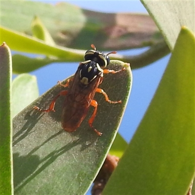 Pergagrapta bella (A sawfly) at Bullen Range - 6 Jan 2024 by HelenCross