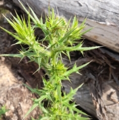 Cirsium vulgare (Spear Thistle) at Black Mountain - 6 Jan 2024 by VanceLawrence