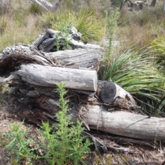 Cirsium vulgare at Black Mountain - 7 Jan 2024 10:25 AM