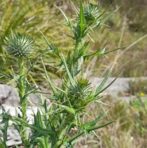 Cirsium vulgare at Black Mountain - 7 Jan 2024