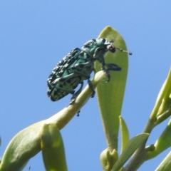 Chrysolopus spectabilis (Botany Bay Weevil) at Bullen Range - 6 Jan 2024 by HelenCross