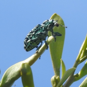 Chrysolopus spectabilis at Bullen Range - 6 Jan 2024