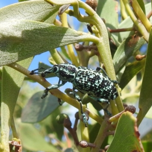 Chrysolopus spectabilis at Bullen Range - 6 Jan 2024