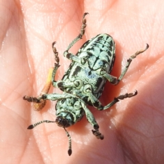 Chrysolopus spectabilis at Bullen Range - 6 Jan 2024