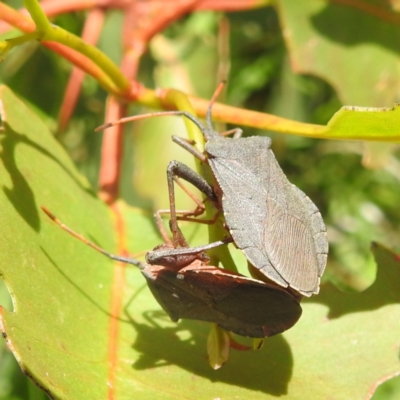 Amorbus (genus) (Eucalyptus Tip bug) at Bullen Range - 6 Jan 2024 by HelenCross