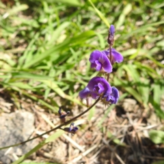 Glycine tabacina (Variable Glycine) at Kambah, ACT - 6 Jan 2024 by HelenCross