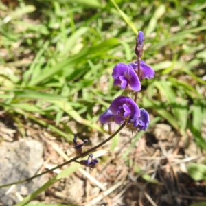 Glycine tabacina at Bullen Range - 6 Jan 2024 03:28 PM