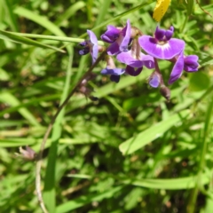 Glycine tabacina at Bullen Range - 6 Jan 2024