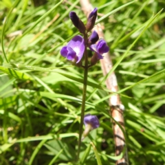 Glycine tabacina at Bullen Range - 6 Jan 2024