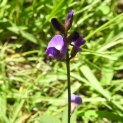 Glycine tabacina at Bullen Range - 6 Jan 2024