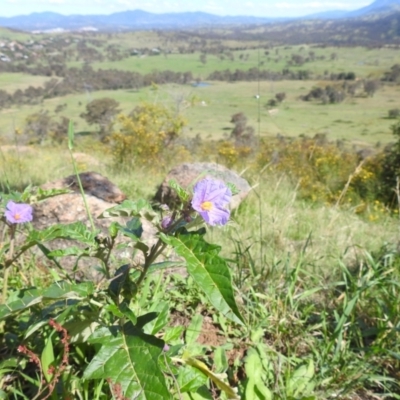 Solanum cinereum (Narrawa Burr) at Kambah, ACT - 6 Jan 2024 by HelenCross