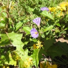 Solanum cinereum at Bullen Range - 6 Jan 2024