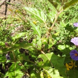 Solanum cinereum at Bullen Range - 6 Jan 2024
