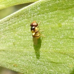 Chloropidae (family) at Kambah, ACT - 6 Jan 2024 by HelenCross