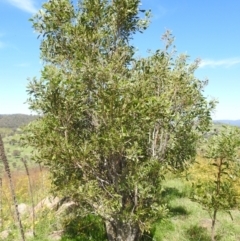 Acacia melanoxylon (Blackwood) at Kambah, ACT - 6 Jan 2024 by HelenCross