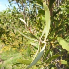 Acacia melanoxylon at Bullen Range - 6 Jan 2024