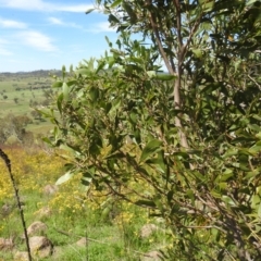 Acacia melanoxylon at Bullen Range - 6 Jan 2024 03:45 PM