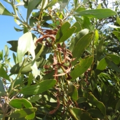 Acacia melanoxylon at Bullen Range - 6 Jan 2024