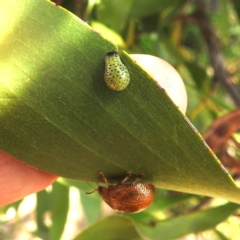 Paropsisterna cloelia at Bullen Range - 6 Jan 2024