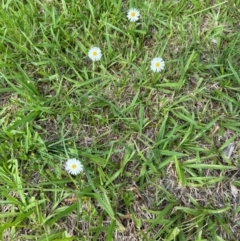 Brachyscome mittagongensis at Mittagong, NSW - 6 Jan 2024 by Span102