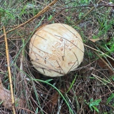 Unverified Fungus by Span102