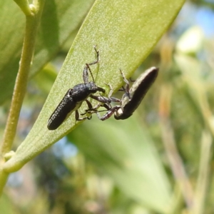 Rhinotia sp. (genus) at Bullen Range - 6 Jan 2024