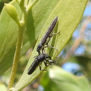 Rhinotia sp. (genus) at Bullen Range - 6 Jan 2024