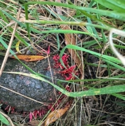 Unidentified Fungus at Mittagong - 7 Jan 2024 by Span102